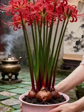 曼珠沙华种球,把古风诗意种进家里! 这颗石蒜种球太绝了!多年生老球养分足,春天一到就冒芽抽茎,红丝卷瓣像染了胭脂的云锦,簇拥着绽成热烈又灵动的花簇,连花苞都带着红褐色的娇羞感~ 配个精致瓷盆摆在案头,风一吹似有古韵流动,不管是中式庭院还是书房角落,都能瞬间拉满雅致氛围感!多年生好养活,今年种下,年年都能收获这份惊艳,养花新手也能轻松拿捏的诗意浪漫,赶紧入手!#爱生活爱养花 #花卉绿植 #养花 #超便宜超划算 #养花人