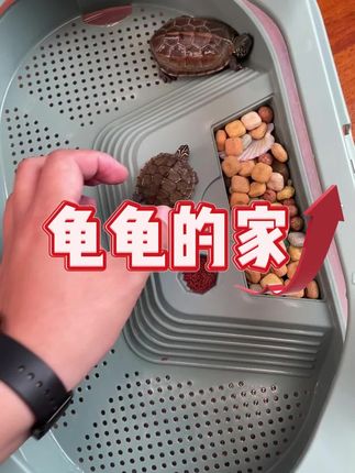 养龟季到啦,给龟龟选个舒服的 “小房子” 很重要~ 这款乌龟缸刚上手就觉得贴心,养起来省心不少~#养龟日常 #龟缸