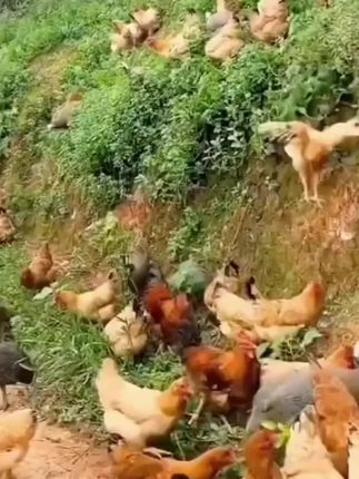#快来一起尝个鲜 #散养老母鸡#健康食材 #煲汤食材 ##吃了还想吃