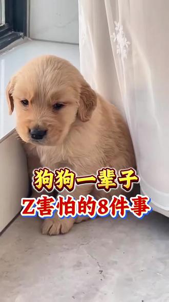 狗狗一辈子最害怕的8件事#狗狗#新手养狗#养狗知识分享#养狗经验分享#养狗人