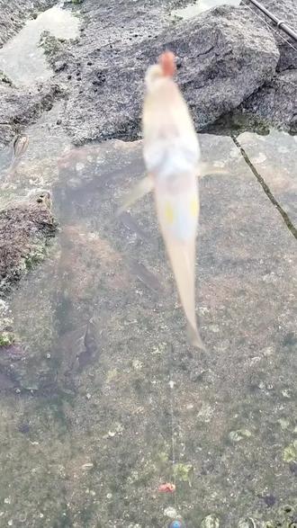 沙毛鱼没剪掉刺千万不能这样抓,扎到会有一点点痛的哦#钓鱼人#沙毛鱼#荷包鱼#沙尖鱼#滑仔鱼