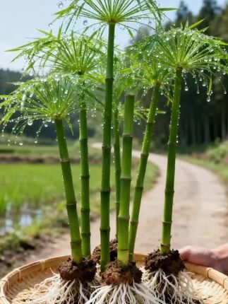 养鱼养花“摆烂神.器”来啦! 家人们谁懂啊!这龟水竹简直是植物界“懒癌救.星”~ 扔鱼缸里当小鱼的遮阳伞,丢水盆里自己冒新芽,连池塘边都能当“小风车”转圈圈~ 四季绿油油,不用施肥不用晒,养鱼养花一步到位,手残党闭眼冲,让你家瞬间变清新小角落!#水培植物 #家庭种植 #花卉绿植 #水竹#养花