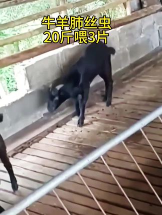 #养羊人 #牛羊肺丝虫 #羊肺丝虫 #牛羊驱虫