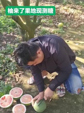 果地测糖,保证好每一个果子的品质#孕妇水果 #泰国翡翠柚 #柚子 #新鲜采摘 #当季水果