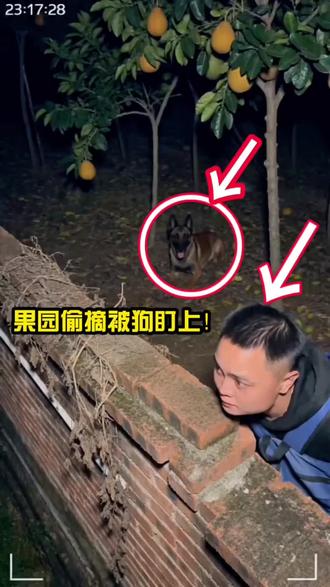 半夜翻果园偷柚子,没想到看门狗居然帮我摘! 你们猜最后我偷到柚子了吗?😂 #反转剧情 #人与动物 #搞笑日常 #暖心瞬间 #汪大少正能量