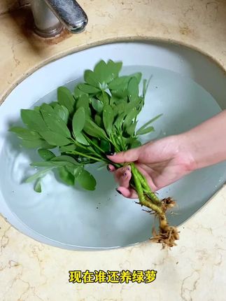 #七叶莲 也叫八方来财,一年四季常绿,教教水就能养的很好#水培植物