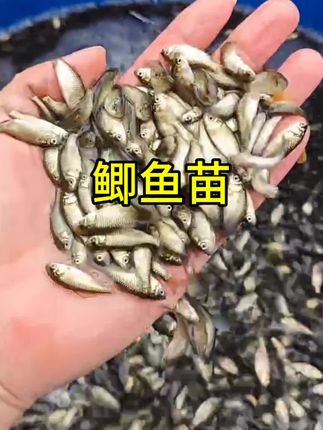 #水产养殖技术 #三农养殖 #高密度养殖 #四大家鱼养殖 #养鱼人 中科五号鲫鱼苗