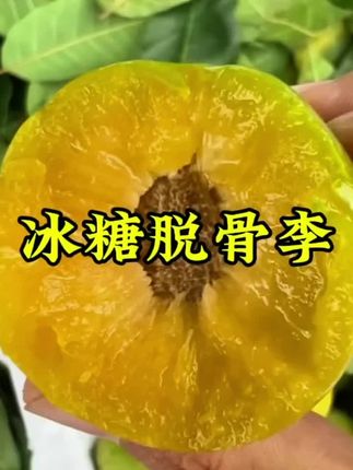 四川冰糖李脱骨李熟了,四川老乡们快来尝尝,好安逸哦,一口咬下去,流口水了#新鲜应季水果 #水果#脱骨李 #好吃到停不下来 #脆甜多汁 #好吃