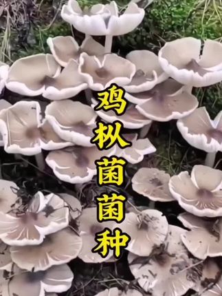 鸡纵菌种植 鸡纵菌菌种#鸡纵菌菌种