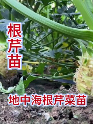 种一次能吃两年的地中海根芹苗,阳台花盆家庭种植#优质种苗