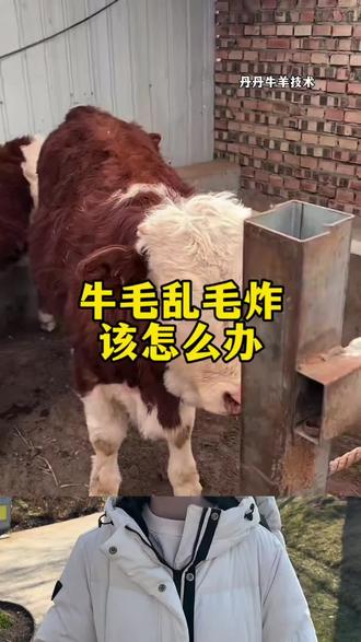 #养牛 #养牛人 #养牛技术 #养牛人的生活 #养牛知识