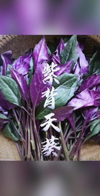 #植物种植#植物科普#生物科普#知识科普紫背菜又称红凤菜,具有多方面价值。
价值
● 食用价值:紫背菜口感嫩滑,可凉拌、清炒、煮汤等,是常见的野菜,丰富了人们的餐桌选择。
● 营养价值:其富含维生素、矿物质和膳食纤维等,维生素 C 有助于增强免疫力,膳食纤维能促进肠道蠕动。
● 药用价值:传统医学认为,紫背菜有凉血止血、清热消肿的功效,可用于治疗咳血、痛经等病症。
相关规定
紫背菜本身并非受保护植物,在常规种植和食用方面无特殊限制。然而,它含有吡咯里西啶类生物碱,有肝毒性,大量或长期食用可能危害健康。因此,相关食品安全法规和标准对其食用安全性有要求。种植时禁止使用高毒、高残留农药,以保证产品符合食品安全标准。销售环节,商家需确保紫背菜质量安全,符合相关市场监管规定。
食用紫背菜要控制量,避免长期大量食用。购买时选择正规渠道,保证食材安全。若食用后出现不适,应及时就医。