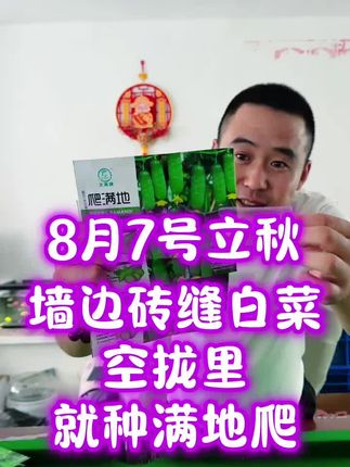 脆嫩好吃的#满地爬黄瓜 推荐你也种一些