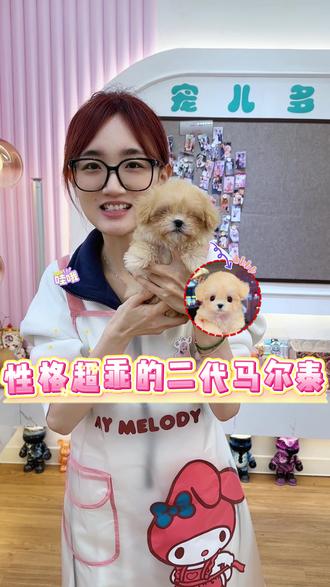长相好看的二代马尔泰长这样#马尔泰 #马尔泰犬 #宠儿多 #宠儿多萌宠 #萌宠