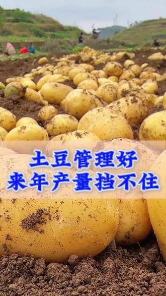 #种土豆洋芋#马铃薯#土豆种植#三农助农#农业种植管理技术#土豆增产