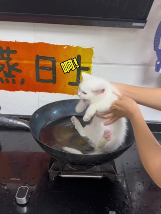 果冻是只可爱猫