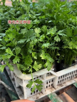 满口爆汁的大西芹苗子来啦,阳台花盆田间地头都能种。芹菜优秀品种#芹菜 #芹菜种植 #我爱种菜 #我的小菜园 #阳台花盆小院均可种植