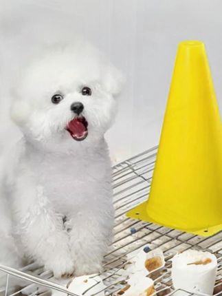 #我和宠物日常 #铲屎官日记 #不养狗不知道养狗的乐趣 #毛孩子的日常