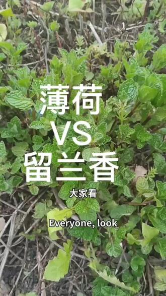 绝大多数人把留兰香当薄荷,并且在错误的道路上越走越远 欢迎评论区留言,把你的辨别方法告诉大家!#中草药 #中药材#薄荷 #留兰香 #药食同源 #中药