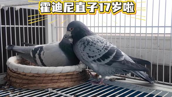 霍迪尼直子(孙代,重孙代发挥太多,#写不下)
直接作出19-32-0570556获青岛火车头特比环三关鸽王11位
直接作出20-32-0295205获得20秋火车头特比环一关冠军 四关鸽王10位
直接作出20-15-0763767特留种鸽 767作出21-00-N000659获中国杯天翔站四关鸽王10位,659又作出直女22-00-001921获22秋中国杯天翔四关鸽王季军,767作出 21-00-N000660,660作出直女获25-15-1033856获25秋青岛天翔第一关冠军
767作出直女22-15-0998150获23年金胶州春棚预赛35名 决赛80名 -150作出24-15-1002765特留种鸽 765第一年作出25- 15-1003810获天津卓翔预赛120名,直接作出24-15-1002807特留种鸽 807第一年即作出25-15-0974861获青岛同仁天工预赛亚军 同窝25-15-0974862同场竞技获300km558名 400km202名, 决赛季军, 精英赛冠军, 特比环冠军#赛鸽 #赛鸽比赛 #信鸽赛鸽 #信鸽