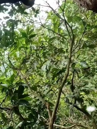 #户外 #大自然的馈赠 #大山里的原生态 #纯天然绿色食品 #新农人计划