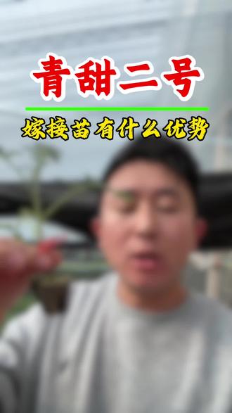 青甜二号嫁接苗还有什么优点?#小番茄 #小番茄种植 #优质种苗 #西红柿 #嫁接苗