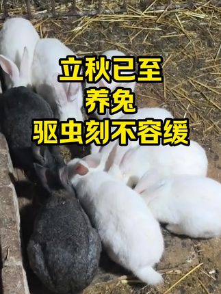 立秋已至,养兔,驱虫刻不容缓#抖音三农#养兔#养殖