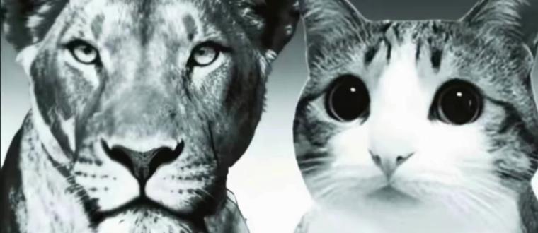 #三角洲#丝猫和狮子🦁#日常