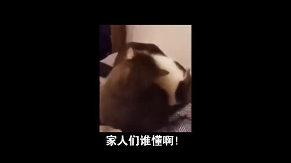 家人们谁懂啊!最近全网都在围观光头强的期中考试,这个童年熟悉的伐木工居然霸占热搜前排,连刷十条视频八条都是他的考试名场面,这波跨界操作到底凭什么爆火?难道强哥放弃伐木转行当学霸了?还是说这场考试藏着什么不为人知的名场面?今天就来深扒这个让全网疯狂玩梗的热搜背后的秘密!
首先必须说,这场考试的爆火离不开魔性梗的二次创作狂欢!还记得那句“好好学吧小子,会变强的”吗?原本是游戏博主鼓励新人的台词,被网友变速后配上光头强的经典形象,瞬间让伐木工变身“网络导师”,一脸严肃说教的样子反差感拉满。而期中考试的设定更是让这个梗有了新舞台,网友们脑洞大开,给光头强量身定制了一套专属考题,从“常用伐木工具是什么”到“被熊大熊二抓走后常说的台词”,每一道题都精准戳中童年回忆,连多选题和作文题都安排得明明白白,这种沉浸式玩梗让老粉直呼DNA动了。
更绝的是考试剧情的神反转,直接把话题度拉满!有网友创作的微小说里,光头强为了考取森林管理员证居然作弊,戴着藏有隐形手机的墨镜偷偷查答案,结果被熊大一眼看穿,最后不仅考试取消,证书还被熊大熊二夺走,完美复刻了“强哥永远倒霉”的经典人设。这种既符合原作逻辑又充满戏剧性的剧情,让网友们忍不住转发吐槽“果然受伤的总是光头强”。同时,还有人挖出光头强从小考零蛋的秘密,“老妈的麻将瘾又犯了”九个字揭露背后原因,既好笑又带着点小共鸣,让这个童年角色瞬间变得更鲜活。
当然,这场热搜能出圈,还离不开B站UP主的花式整活。有人把考试剧情做成鬼畜视频,光头强答题、熊大抓作弊的片段配上魔性BGM,循环播放停不下来;还有人自制考试全过程动画,从光头强紧张复习到考场翻车,细节拉满笑点密集;甚至有考研党玩起联动,把光头强P成考研复习的样子,配上“强哥都要考试了,你还不学习”的文案,引发当代年轻人的共鸣。这种多维度的二创内容,让光头强的期中考试从单纯的玩梗变成了全民参与的狂欢。
说到底,这个热搜的爆火本质上是童年回忆与当代玩梗文化的完美碰撞。光头强这个陪伴了无数人成长的角色,自带情怀滤镜,而期中考试、作弊、学霸逆袭这些话题又贴近年轻人的生活,再加上魔性梗和神反转的加持,想不火都难。看完这些名场面,你是不是也想试试做一套光头强专属考题?或者你心中⚫#养猫新手 #宠物知识 #危险动作请勿模仿 #萌宠计划 #美人计短剧