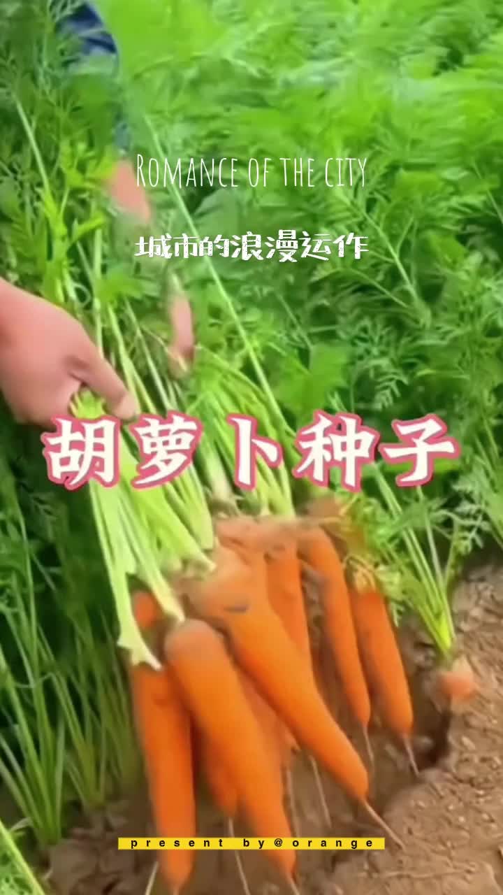 水果胡萝卜种子,可生吃的甜味水果胡萝卜,小菜园种植#胡萝卜种子#水果胡萝卜#盆栽地栽 #香酥薄脆 @抖音创作小助手
