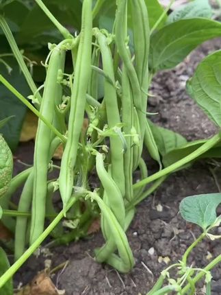 无架四季豆,它好种植产量好,无筋无丝, 干煸炒肉搜 ,嘎嘎好吃 家庭种植 #阳台小院均可种植 #优质农产品 口感特别好 #无架豆角