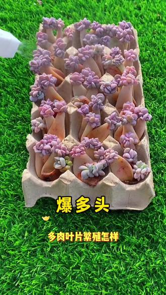 多肉生长旺季,这里剪一刀可以一头变多头。配合优芽素效果更好哦!#养花技巧 #多肉养护 #多肉繁殖 #多肉 #优芽素可以让多肉植物爆更多侧芽
