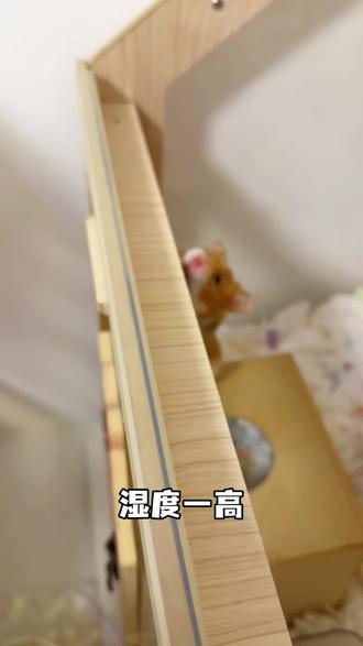 高湿度地区养藏起来怕发霉?防潮防霉攻略第一期 #仓鼠日常 #宠物护理心得 #金丝熊 #金丝熊宝宝 #仓鼠饲养