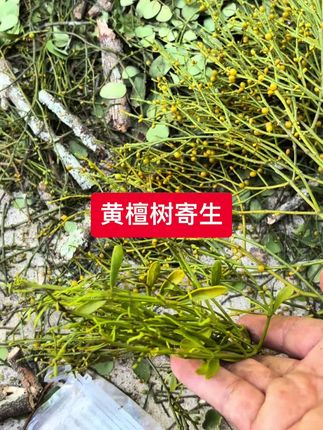 #大自然的馈赠 小叶黄檀树寄生#野生药材
