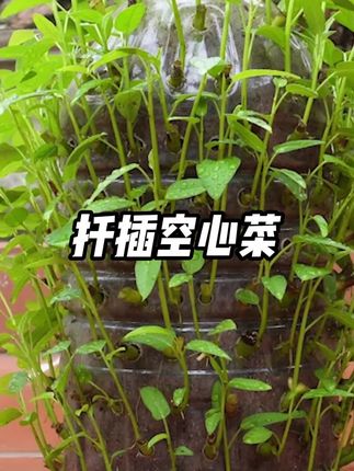 创意菜园