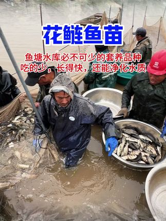 花鲢鱼好养耐活,套养可省节约养殖成本,一年3-5斤,隔年更快 #鱼苗 #花鲢 #三农 #四大家鱼养殖 #水产养殖