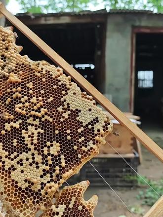 分蜂王台别浪费 #多功能囚王笼 #王笼 #蜜蜂养殖 #养蜂技术分享