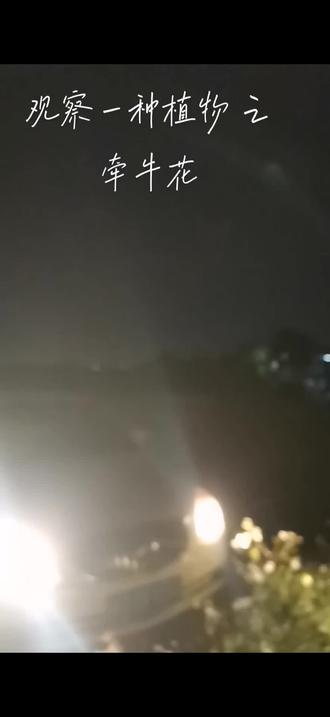 观察一种植物 之牵牛花#野外观察植物