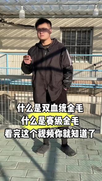 听到的最多的就是我这是双血统赛级金毛#双血统金毛 #金毛幼犬 #金毛犬舍