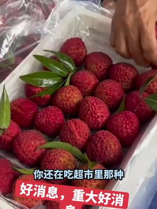 姐妹们,我给你们找到了一个超好吃的荔枝,就是这个冰糖乌叶荔枝,它真的是巨甜无比,而且肉质特别细腻,每一颗都是精挑细选出来的高品质荔枝。个头很大,吃起来非常过瘾,口感清甜爽口,汁水丰富,一口咬下去满嘴爆汁,简直不要太满足了!喜欢吃的朋友赶紧下单吧!#强烈推荐 与辉同行荔枝
