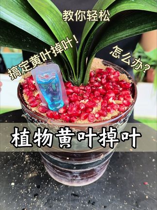 家里的植物容易黄叶掉叶,很轻松就能… #花卉绿植 #养花小知识 #种草激励计划  #抖音精选#青年创作者成长计划