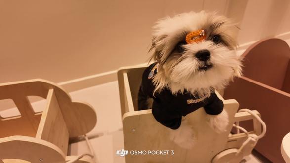 今天小狗不上班