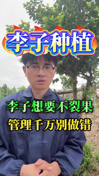 李子想要不裂果,管理千万别做错! #李子 #李子熟了 #果树种植 #果树管理 #李子种植技术