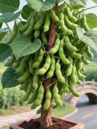 你的毛豆种子准备好了吗?,矮生毛豆,他株高不到半米,结痂却密密麻麻,真的是豆长得比叶子还多,随便摘一点就够煮一盆了。他豆荚大,籽粒饱满,煮着吃软糯香甜。 他不挑环境,生长速度快,两个多月就可采收。趁着现在价格相当优惠,先把种子囤起来吧。#优质农产品 #新农人计划 #毛豆种子 #上热门话题🔥🔥🔥 #上热门🔥 @DOU+小助手