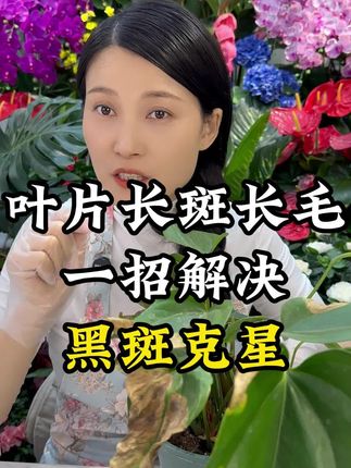 叶片出现各种斑斑点点,一招解决#花卉绿植 #养花小知识