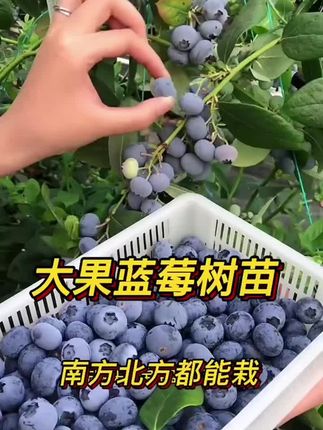 #蓝莓盆栽#蓝莓果树#蓝莓种植技术 #蓝莓苗#蓝莓种植基地