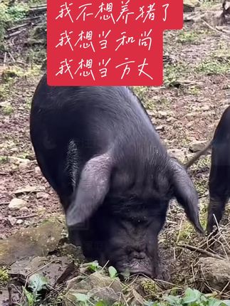 #农村养猪 #生态黑猪 #跑山猪 #你见过吗 #生态养殖