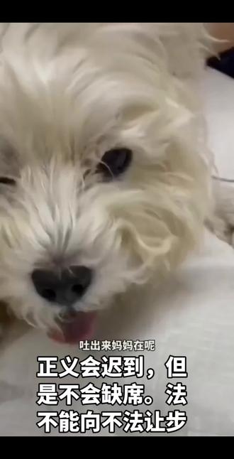 法律站在正义这边,绝不向不法低头。坚决抵制反虐待动物行为,维护社会正气:让守法者受保护、违法者受惩处,守住公平底线 #动物反虐待法 #支持反虐待宠物法立法文案 #动保宣传