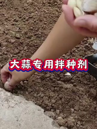 马上就要种大蒜了,这个动作你千万不要错过,那就是给大蒜拌种#大蒜拌种剂#大蒜种植#种大蒜#种大蒜的正确方法#大蒜种植技术