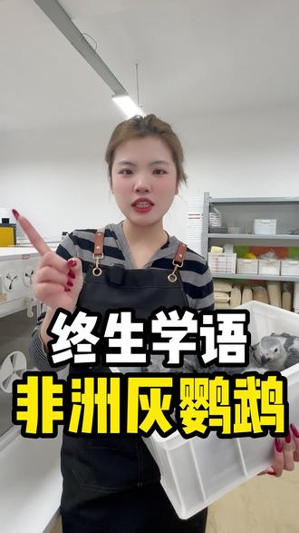 非洲灰鹦鹉可以终生学语#鹦鹉日常 #手养鹦鹉 #鹦鹉 #非洲灰鹦鹉